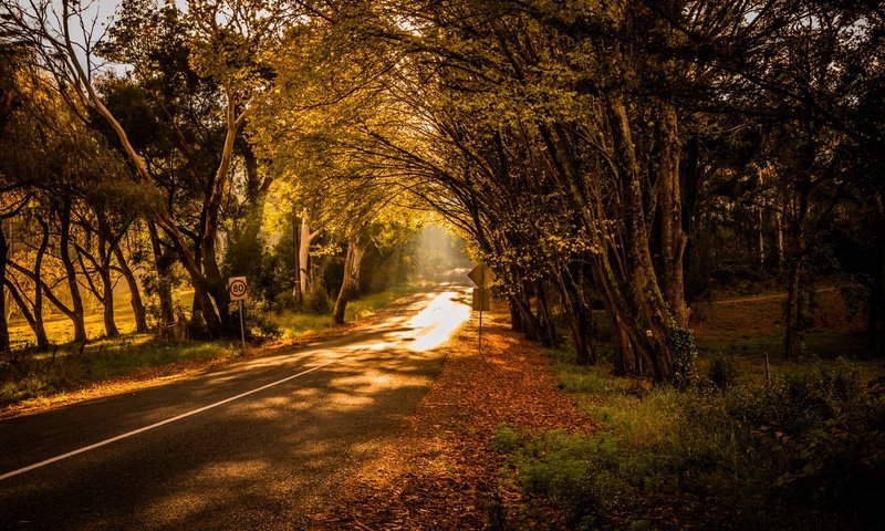 Обои свет, дорога, деревья, природа, light, road, trees, nature разрешение 6000x4000 Загрузить