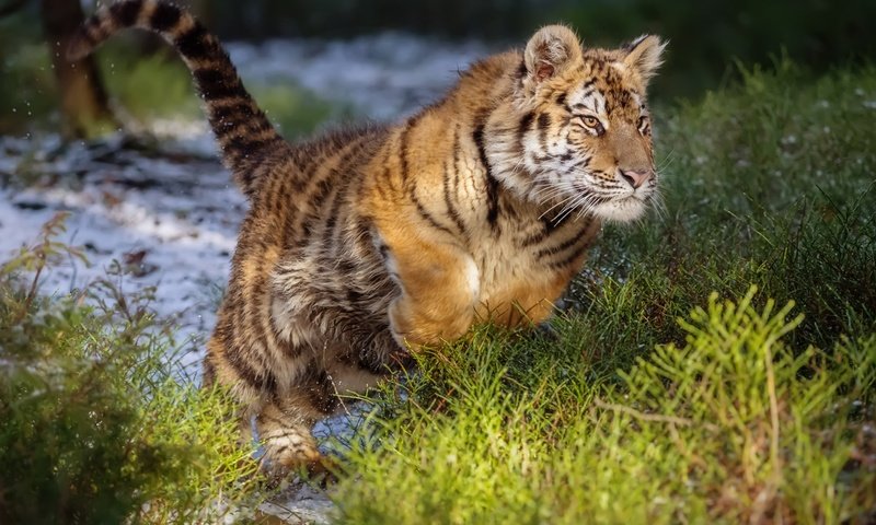 Обои тигр, прыжок, дикая кошка, амурский тигр, tiger, jump, wild cat, the amur tiger разрешение 2000x1429 Загрузить