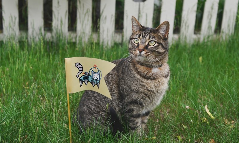 Обои глаза, трава, кот, усы, кошка, взгляд, забор, флаг, eyes, grass, cat, mustache, look, the fence, flag разрешение 7360x4912 Загрузить