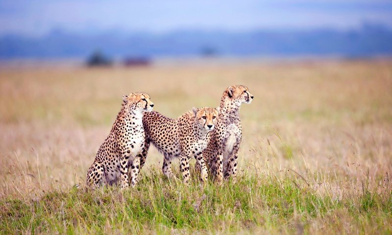 Обои трава, поле, хищники, три, гепарды, grass, field, predators, three, cheetahs разрешение 3840x2400 Загрузить