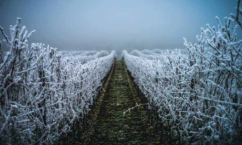 Обои вечер, зима, иней, виноградник, christalentfre, the evening, winter, frost, vineyard разрешение 2560x1707 Загрузить