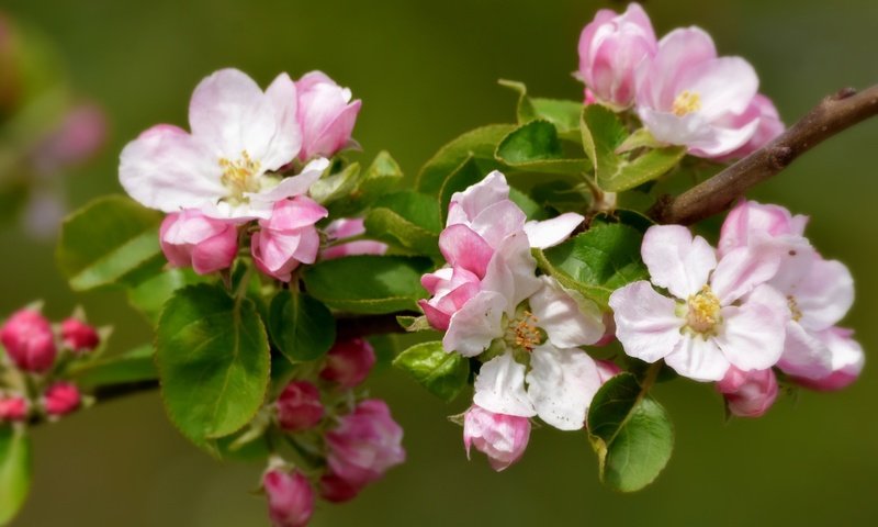 Обои ветка, природа, цветение, фон, весна, яблоня, branch, nature, flowering, background, spring, apple разрешение 2048x1382 Загрузить