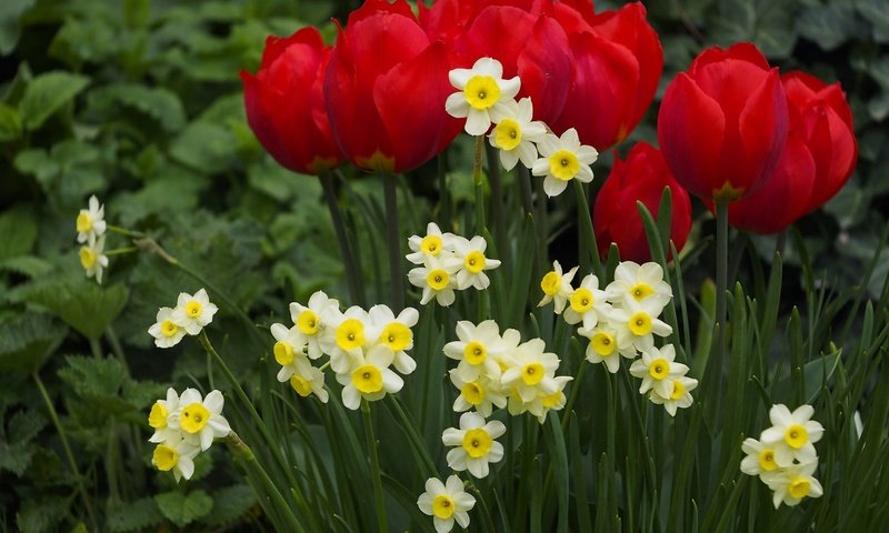 Обои цветы, весна, тюльпаны, клумба, нарцисы, flowers, spring, tulips, flowerbed, the narciso разрешение 1920x1200 Загрузить