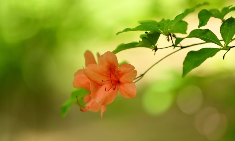 Обои цветы, природа, фон, веточка, боке, азалия, flowers, nature, background, sprig, bokeh, azalea разрешение 3600x2400 Загрузить