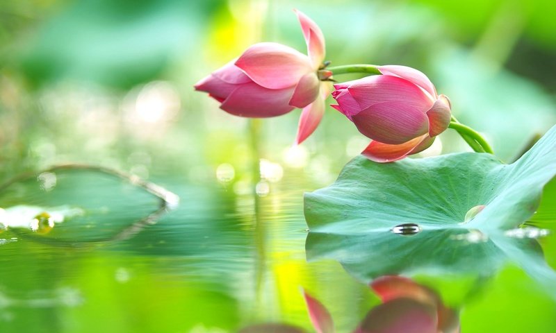 Обои цветы, вода, бутоны, отражение, капли, лотос, flowers, water, buds, reflection, drops, lotus разрешение 2048x1299 Загрузить