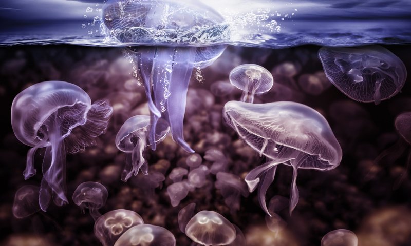 Обои вода, всплеск, медузы, подводный мир, щупальцы, water, splash, jellyfish, underwater world, the tentacles разрешение 2000x1429 Загрузить