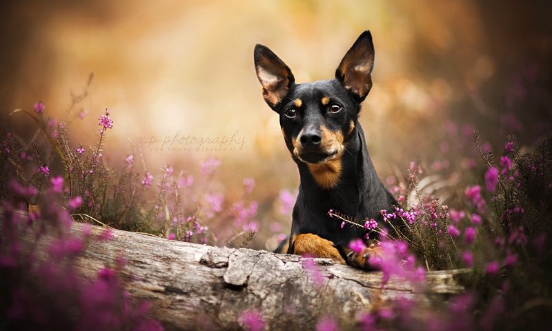 Обои цветы, взгляд, собака, друг, пинчер, dackelpuppy, карликовый пинчер, heiko, flowers, look, dog, each, pinscher, miniature pinscher разрешение 2048x1325 Загрузить