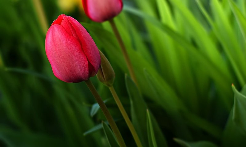 Обои цветы, зелень, бутон, весна, тюльпан, flowers, greens, bud, spring, tulip разрешение 2000x1231 Загрузить