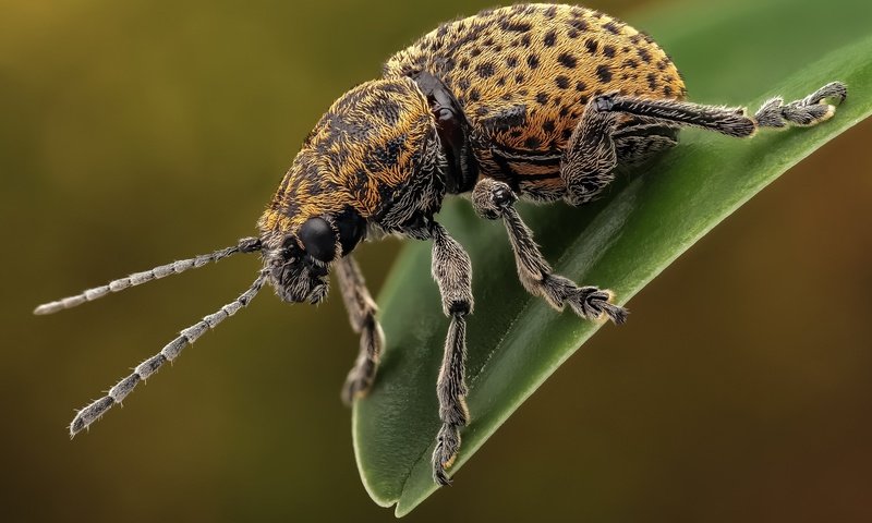 Обои жук, макро, насекомое, усы, лапки, листоед, beetle, macro, insect, mustache, legs, the leaf beetle разрешение 2048x1365 Загрузить