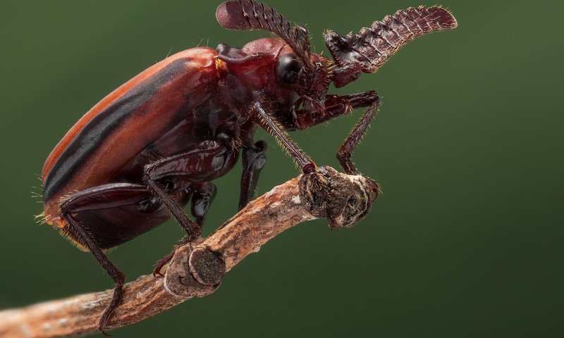 Обои жук, макро, насекомое, жук-пауссин, beetle, macro, insect, beetle poussin разрешение 2048x1365 Загрузить