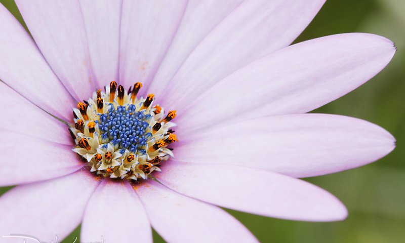 Обои макро, цветок, лепестки, остеоспермум, davide lopresti, macro, flower, petals, osteospermum разрешение 2000x1333 Загрузить