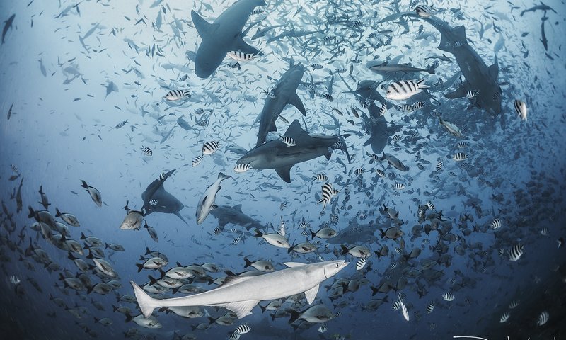 Обои море, рыбы, океан, акула, подводный мир, акулы, davide lopresti, sea, fish, the ocean, shark, underwater world, sharks разрешение 2000x1335 Загрузить