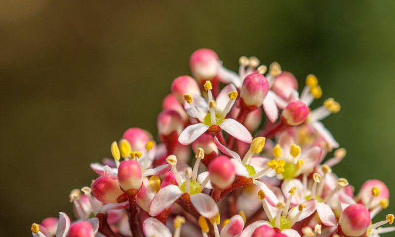 Обои природа, цветение, фон, весна, соцветие, jazzmatica, nature, flowering, background, spring, inflorescence разрешение 4896x2760 Загрузить