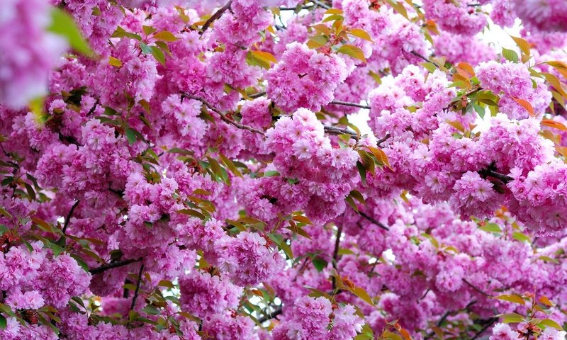 Обои цветы, цветение, ветки, весна, розовые, flowers, flowering, branches, spring, pink разрешение 2000x1339 Загрузить