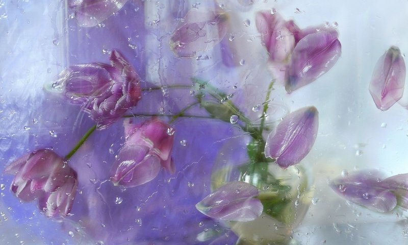 Обои цветы, капли, лепестки, тюльпаны, стекло, композиция, flowers, drops, petals, tulips, glass, composition разрешение 2560x1600 Загрузить