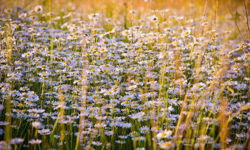 Обои цветы, луг, ромашки, полевые цветы, flowers, meadow, chamomile, wildflowers разрешение 5184x3456 Загрузить