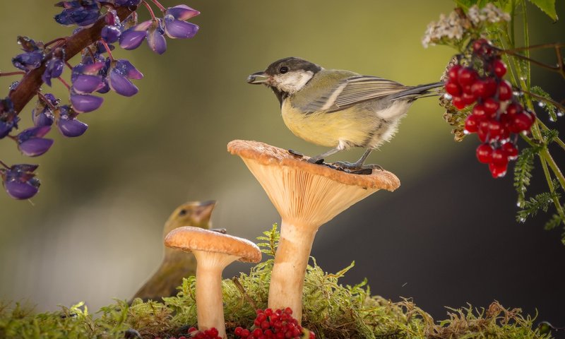 Обои цветы, природа, грибы, птицы, мох, ягоды, синица, geert weggen, flowers, nature, mushrooms, birds, moss, berries, tit разрешение 2048x1366 Загрузить