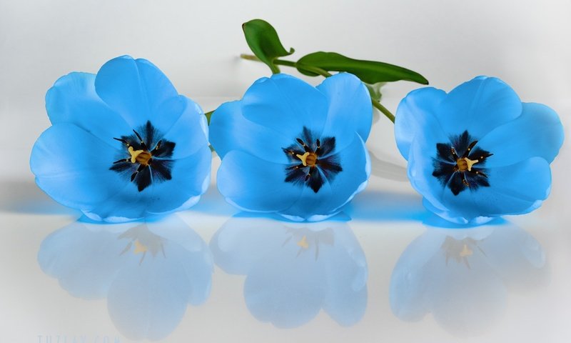 Обои цветы, отражение, тюльпаны, белый фон, голубые, flowers, reflection, tulips, white background, blue разрешение 2560x1704 Загрузить