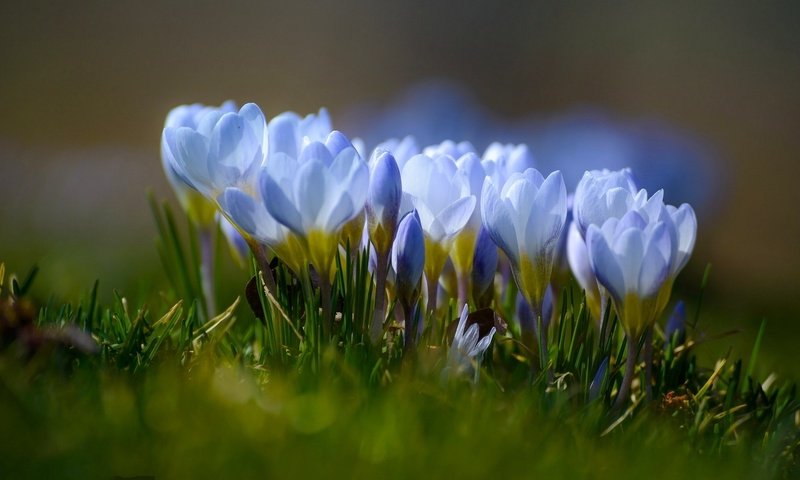 Обои цветы, весна, крокусы, боке, flowers, spring, crocuses, bokeh разрешение 1920x1202 Загрузить