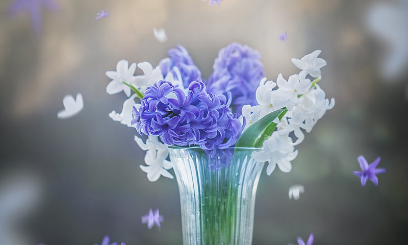 Обои цветы, весна, стакан, гиацинты, flowers, spring, glass, hyacinths разрешение 2400x1955 Загрузить