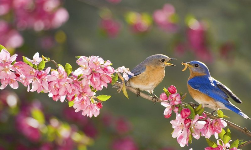 Обои цветы, лазурная птица, ветка, сад, птицы, весна, самец, самка, сиалия, flowers, branch, garden, birds, spring, male, female, sialia разрешение 1920x1080 Загрузить