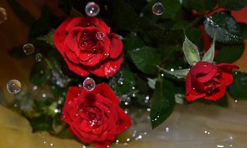 Обои цветы, вода, макро, капли, розы, flowers, water, macro, drops, roses разрешение 4061x2739 Загрузить