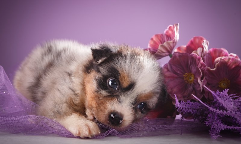 Обои цветы, взгляд, щенок, овчарка, австралийская овчарка, flowers, look, puppy, shepherd, australian shepherd разрешение 5172x3448 Загрузить