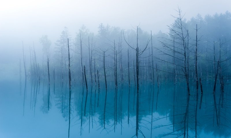 Обои деревья, озеро, отражение, туман, тишина, trees, lake, reflection, fog, silence разрешение 1999x1241 Загрузить