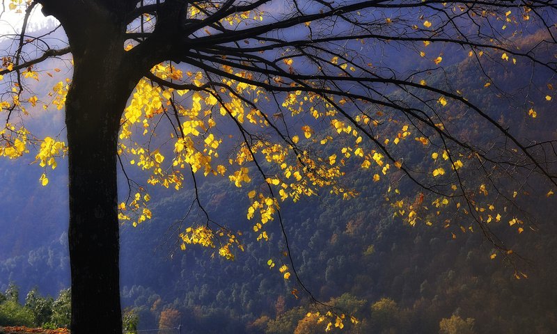 Обои горы, дерево, лес, листья, ветви, осень, желтые, mountains, tree, forest, leaves, branch, autumn, yellow разрешение 2048x1363 Загрузить