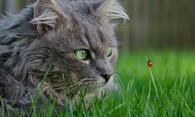 Обои трава, насекомое, мордочка, кошка, взгляд, божья коровка, зеленые глаза, grass, insect, muzzle, cat, look, ladybug, green eyes разрешение 1920x1200 Загрузить