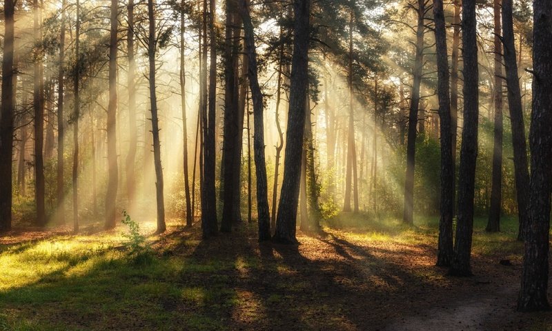 Обои лес, лучи, утро, сосны, солнечный свет, михаил msh, forest, rays, morning, pine, sunlight, michael msh разрешение 1920x1122 Загрузить