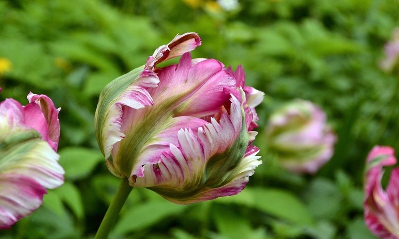 Обои цветы, природа, макро, весна, тюльпаны, боке, flowers, nature, macro, spring, tulips, bokeh разрешение 1920x1280 Загрузить