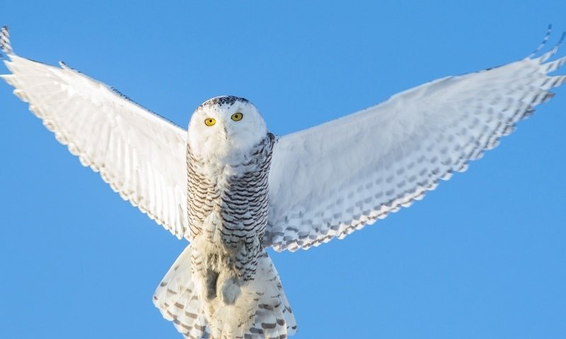 Обои небо, сова, полет, крылья, птица, полярная, белая сова, the sky, owl, flight, wings, bird, polar, white owl разрешение 1920x1080 Загрузить