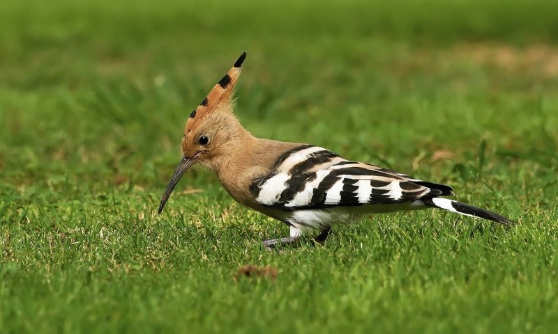 Обои трава, птицы, птица, клюв, перья, удод, grass, birds, bird, beak, feathers, hoopoe разрешение 2048x1152 Загрузить