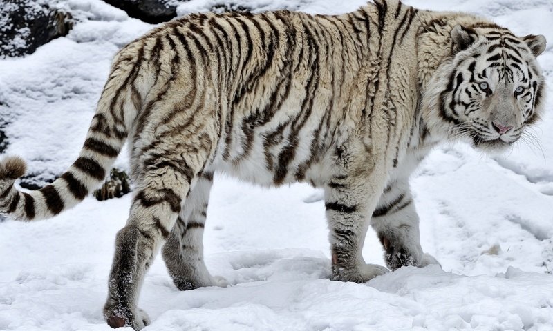 Обои тигр, глаза, морда, снег, взгляд, хвост, белый тигр, tiger, eyes, face, snow, look, tail, white tiger разрешение 1920x1080 Загрузить
