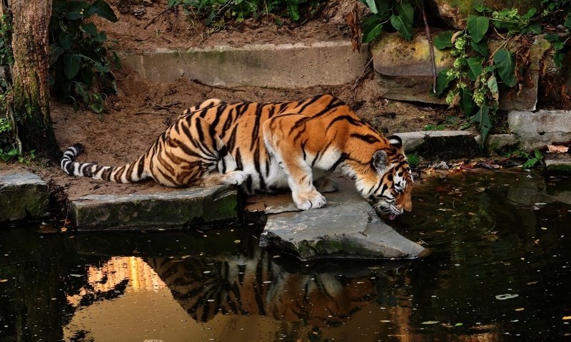 Обои тигр, вода, отражение, хищник, тигры, tiger, water, reflection, predator, tigers разрешение 1920x1200 Загрузить