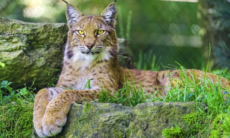 Обои глаза, морда, трава, рысь, взгляд, дикая кошка, eyes, face, grass, lynx, look, wild cat разрешение 1920x1200 Загрузить