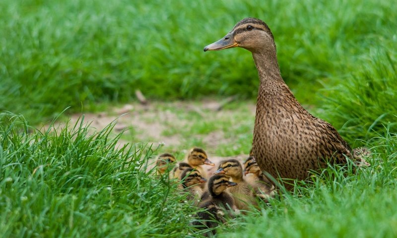 Обои трава, птицы, весна, утята, утка, птенцы, grass, birds, spring, ducklings, duck, chicks разрешение 2048x1280 Загрузить