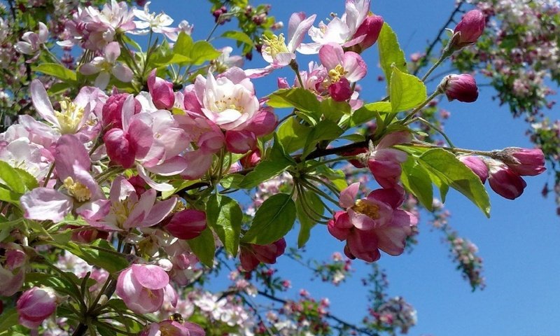 Обои небо, цветение, весна, яблоня, the sky, flowering, spring, apple разрешение 2560x1600 Загрузить