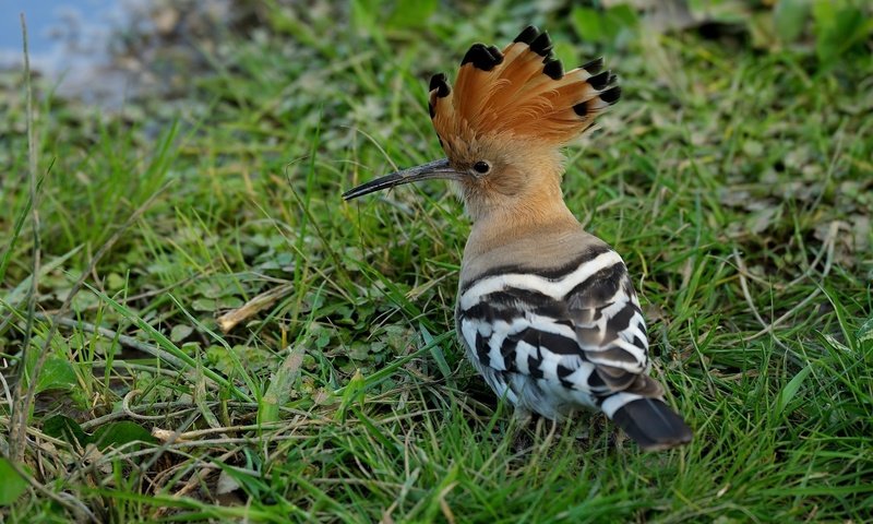 Обои трава, животные, птица, клюв, перья, удод, grass, animals, bird, beak, feathers, hoopoe разрешение 2048x1365 Загрузить