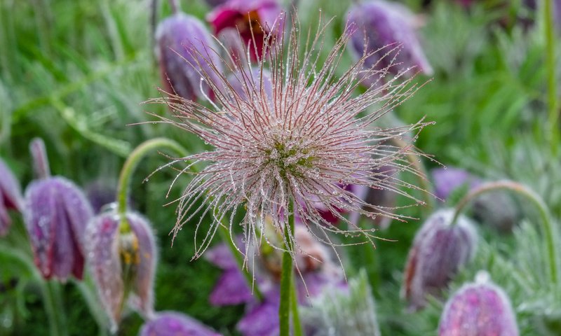 Обои цветы, роса, капли, весна, сон-трава, прострел, flowers, rosa, drops, spring, sleep-grass, cross разрешение 4896x2760 Загрузить