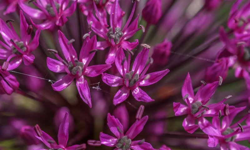 Обои цветы, декоративный лук, аллиум, алиум, flowers, decorative bow, allium, in durban разрешение 4896x2760 Загрузить