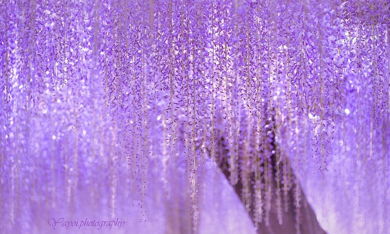 Обои дерево, цветение, ветки, японии, сиреневая, глициния, tree, flowering, branches, japan, lilac, wisteria разрешение 2000x1368 Загрузить