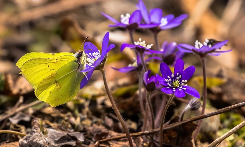 Обои цветы, насекомое, бабочка, весна, печёночница, flowers, insect, butterfly, spring, pechenocna разрешение 2560x1644 Загрузить