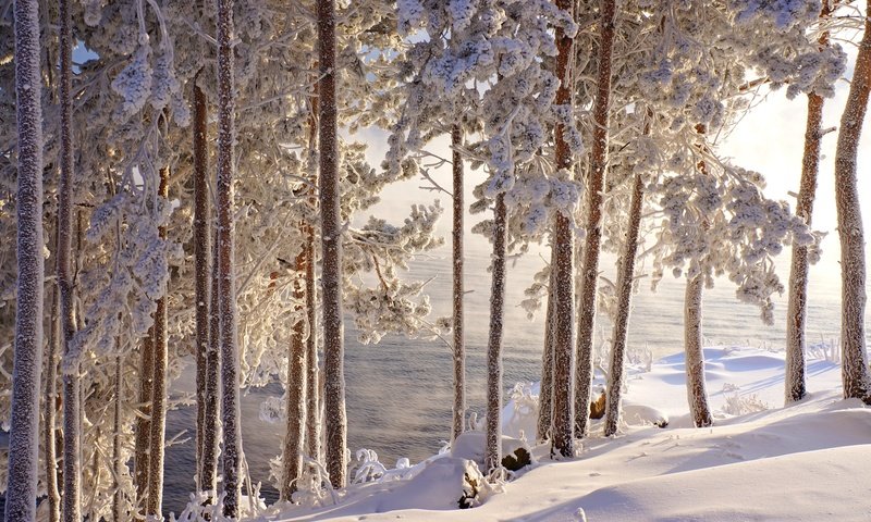 Обои деревья, вода, снег, зима, стволы, иней, красота, сугробы, trees, water, snow, winter, trunks, frost, beauty, the snow разрешение 2400x1595 Загрузить