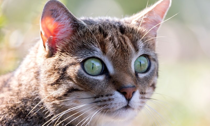 Обои глаза, макро, мордочка, усы, кошка, взгляд, eyes, macro, muzzle, mustache, cat, look разрешение 5472x3648 Загрузить