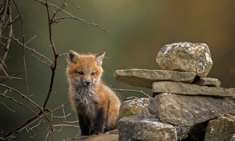 Обои природа, камни, фон, ветки, лиса, лисица, лисенок, nature, stones, background, branches, fox разрешение 2048x1838 Загрузить