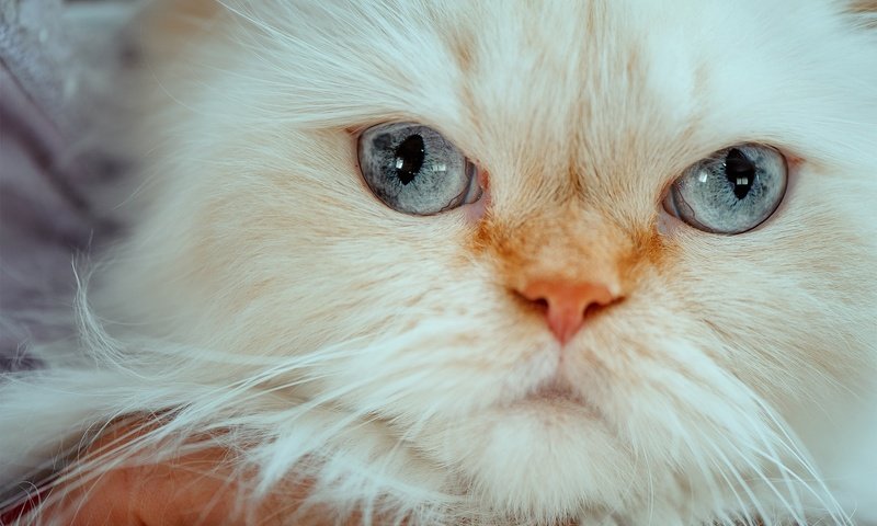 Обои мордочка, кошка, взгляд, голубые глаза, гималайская кошка, muzzle, cat, look, blue eyes, himalayan cat разрешение 1980x1318 Загрузить