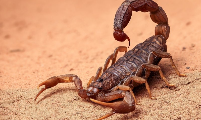 Обои песок, лапки, скорпион, жало, sand, legs, scorpio, sting разрешение 2048x1422 Загрузить