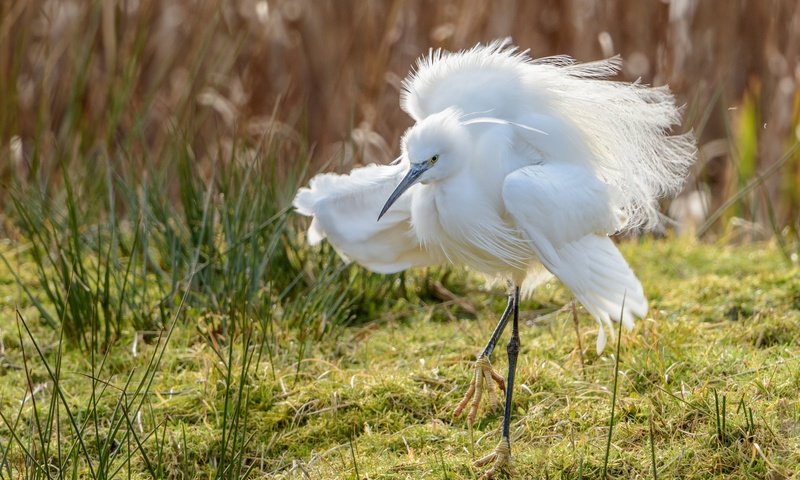 Обои природа, фон, крылья, птица, клюв, перья, цапля, белая цапля, nature, background, wings, bird, beak, feathers, heron, white egret разрешение 2048x1367 Загрузить